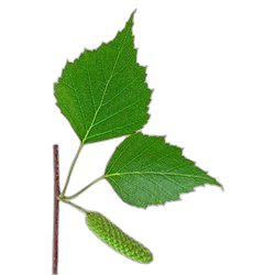 Birch Leaf